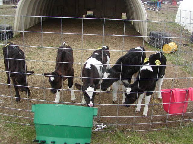 Braden Start Bottle - Cattle