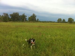 Planted TURNIPS TODAY - Cattle