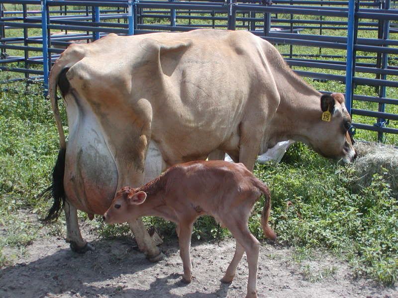 TOPSIDE  asked me to post some more pictures of my calfs - Cattle