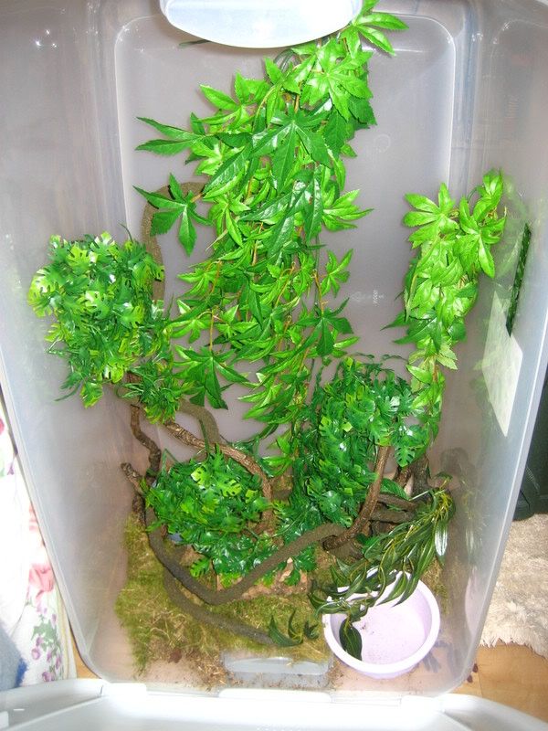 How to clean a frog tank