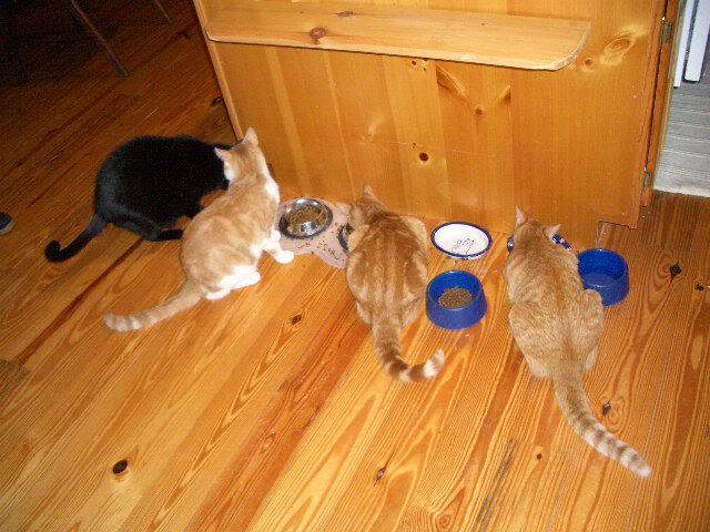 Image hosted by Photobucket.com