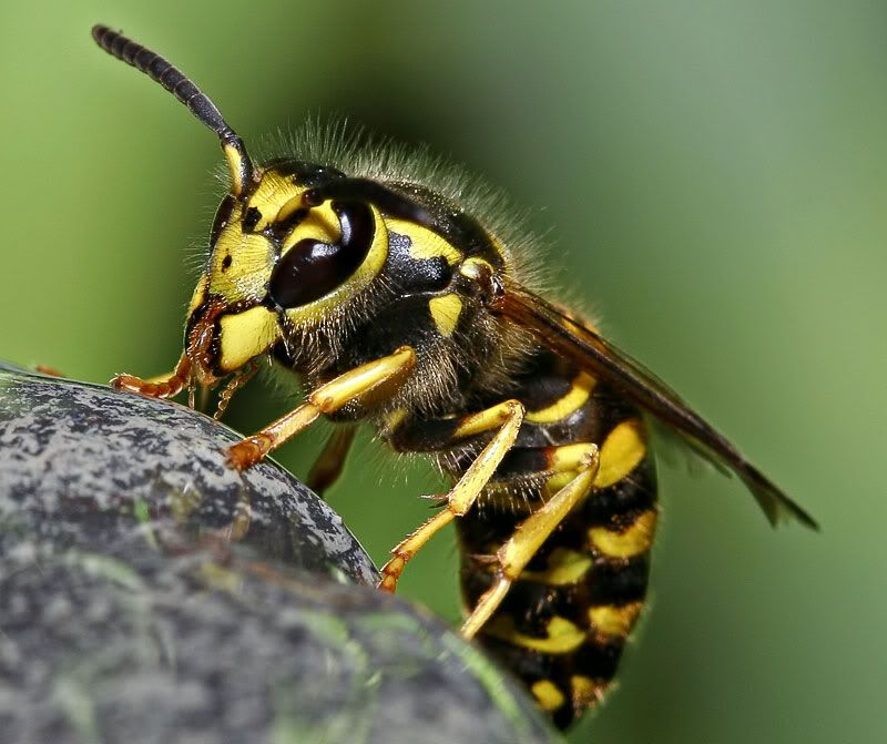 Photographer's dangers - yellow jackets -- General Photography Talk in ...