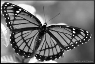https://i7.photobucket.com/albums/y266/lipgloss_junkie/butterfly.jpg