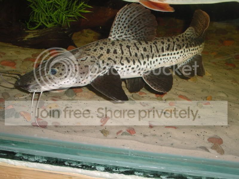 hybrid catfish | MonsterFishKeepers.com