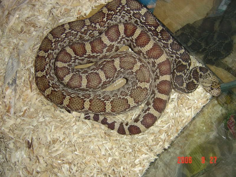 Southern Texas Bull Snake Photo by Dank241 | Photobucket