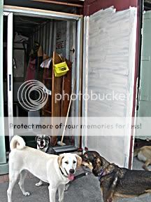 Photo info (Along with working to save the horses, I rescue dogs 