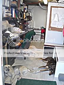 Photo info (Along with working to save the horses, I rescue dogs 