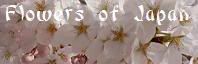 Flowers of Japan banner