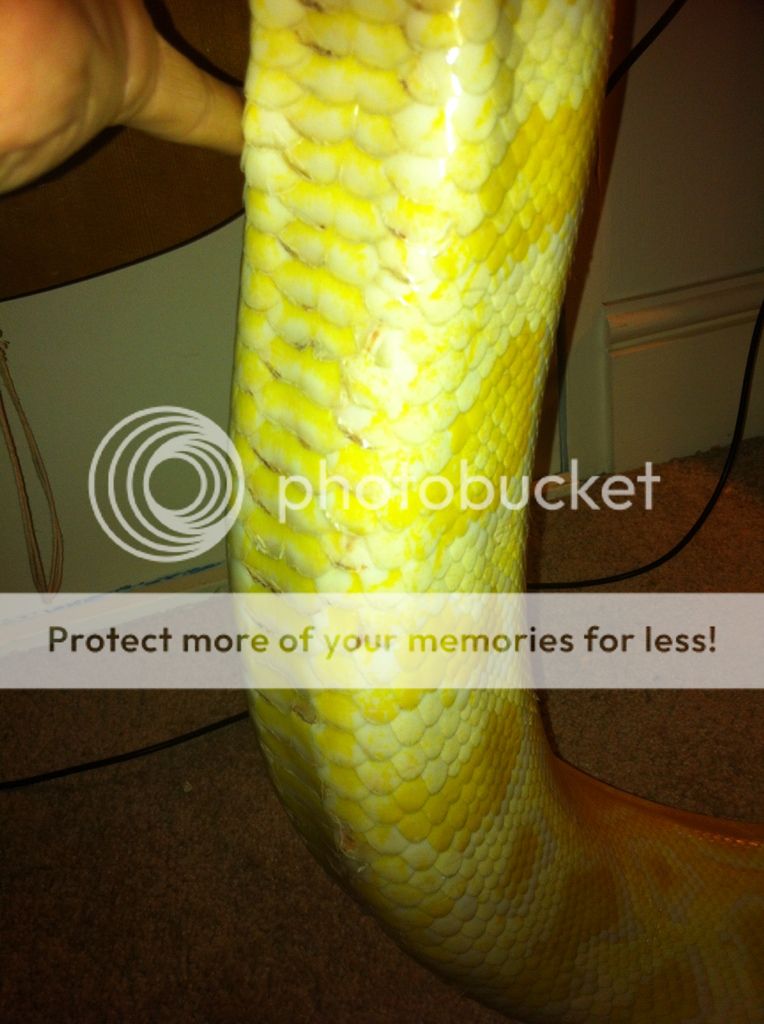 Damaged scales on burmese python - Reptile Forums