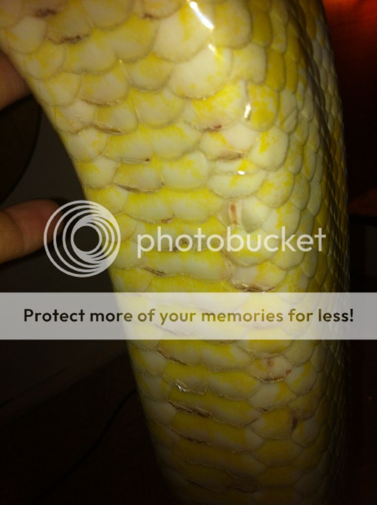 Damaged scales on burmese python - Reptile Forums